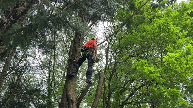 Best Tree Risk Assessment  in Rk Forest Village, PA