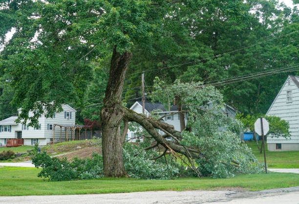 Leaf Removal Services in Park Forest Village, PA