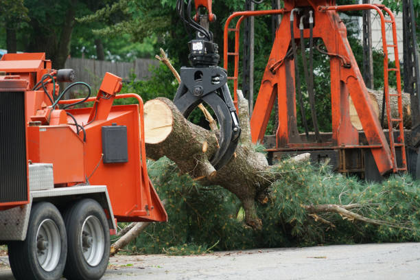 Best Seasonal Cleanup  in Rk Forest Village, PA