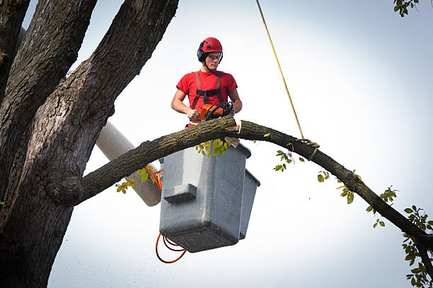 Why Choose Our Tree Removal Services in Park Forest Village, PA?