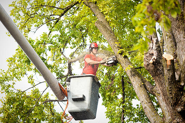 Trusted Park Forest Village, PA  Tree Services Experts