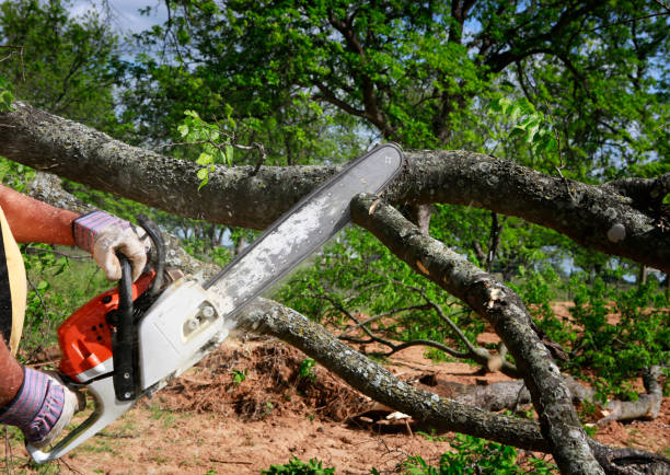 Best Arborist Consultation Services  in Rk Forest Village, PA